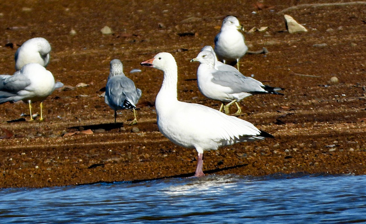 Snow Goose - ML626400087