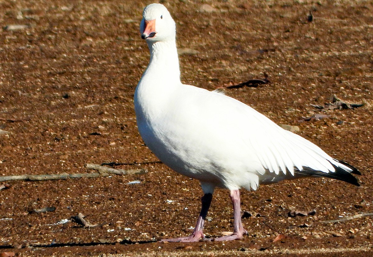 Snow Goose - ML626400090
