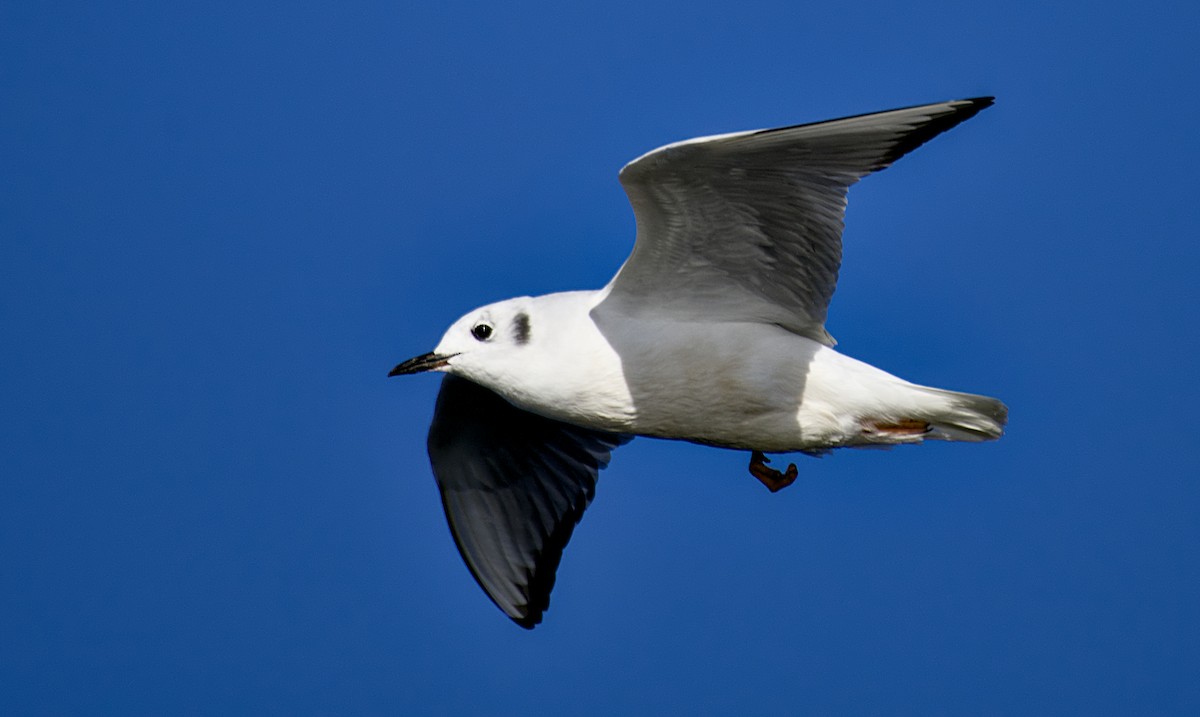 Bonaparte's Gull - ML626400129
