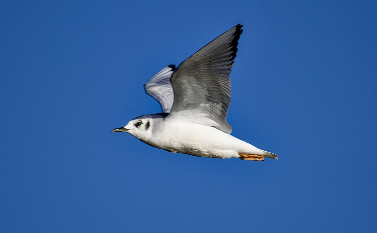 Bonaparte's Gull - ML626400130