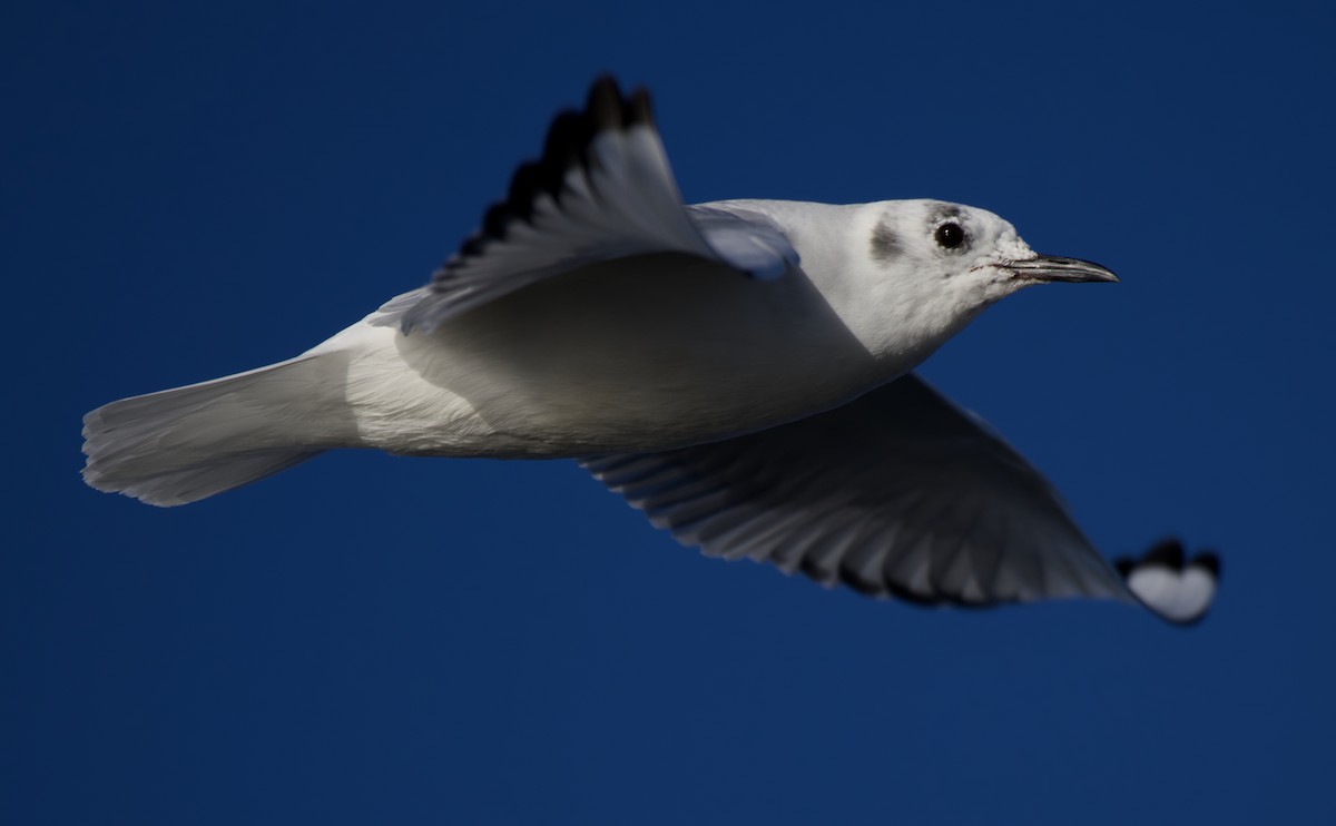 Bonaparte's Gull - ML626400131