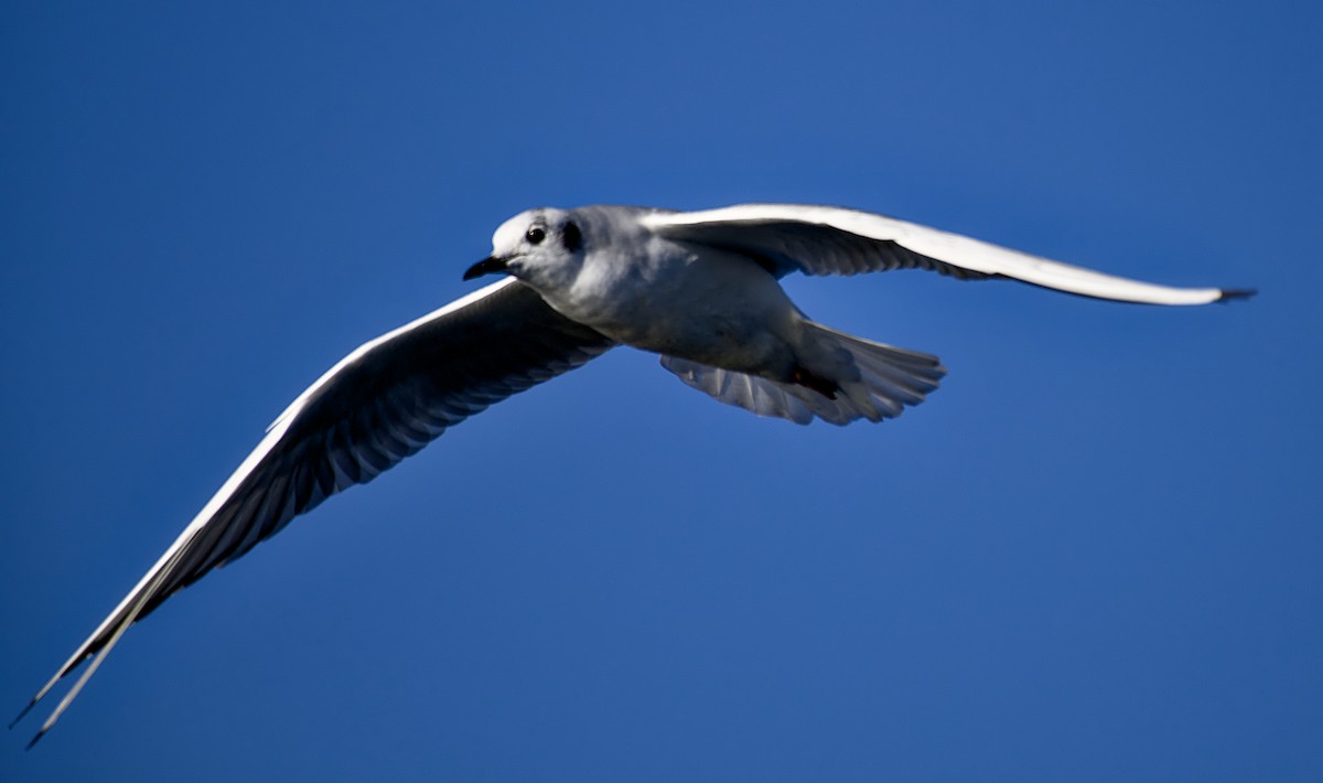 Bonaparte's Gull - ML626400133