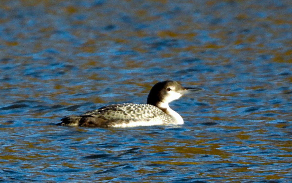 Common Loon - ML626400152