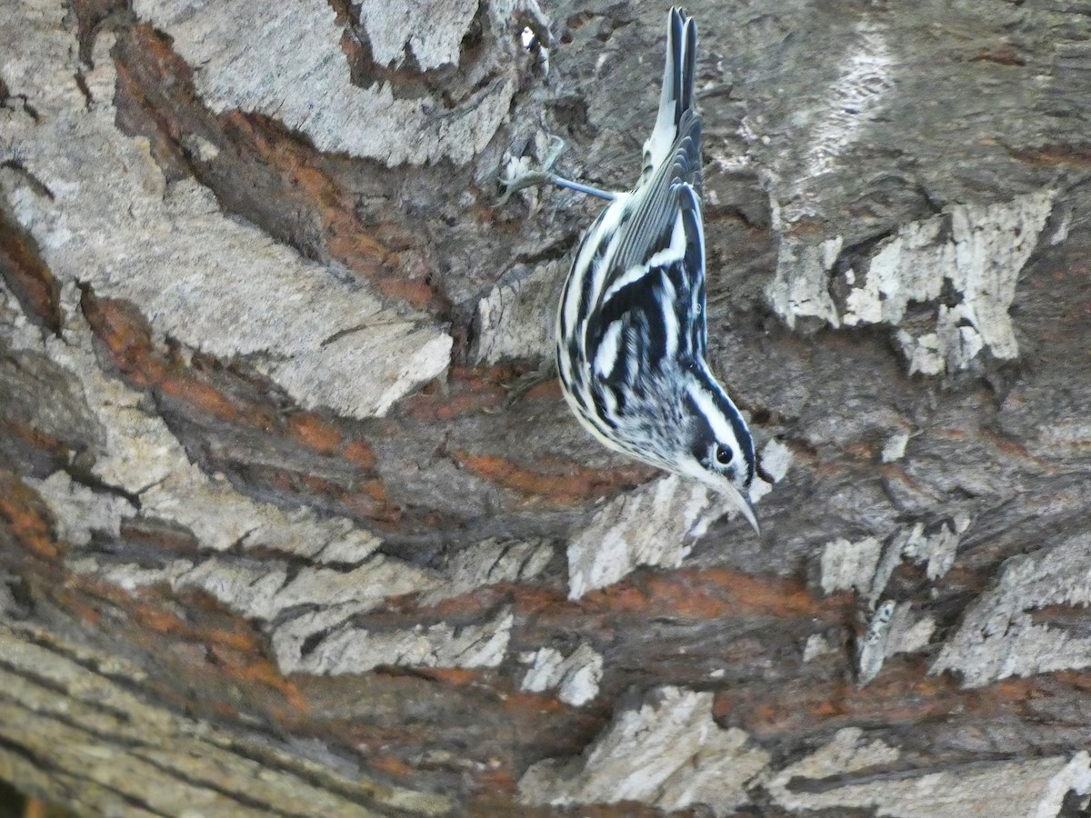 Black-and-white Warbler - ML626400280
