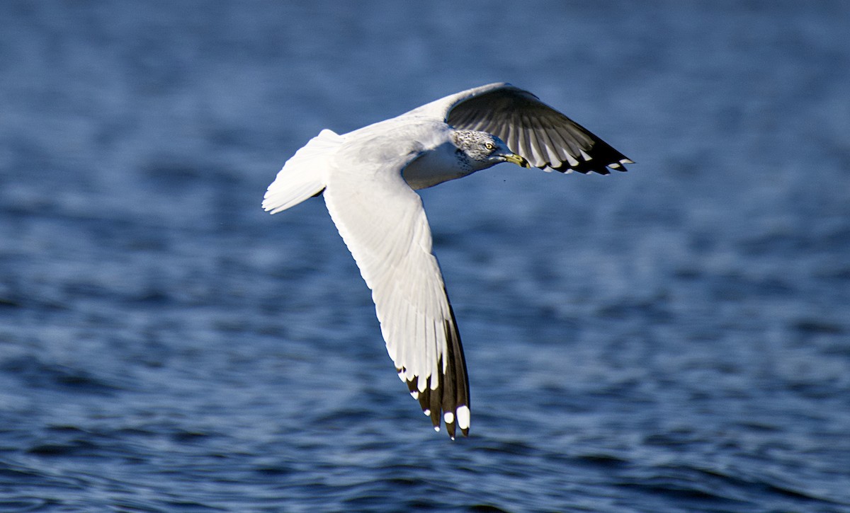 Ring-billed Gull - ML626400301