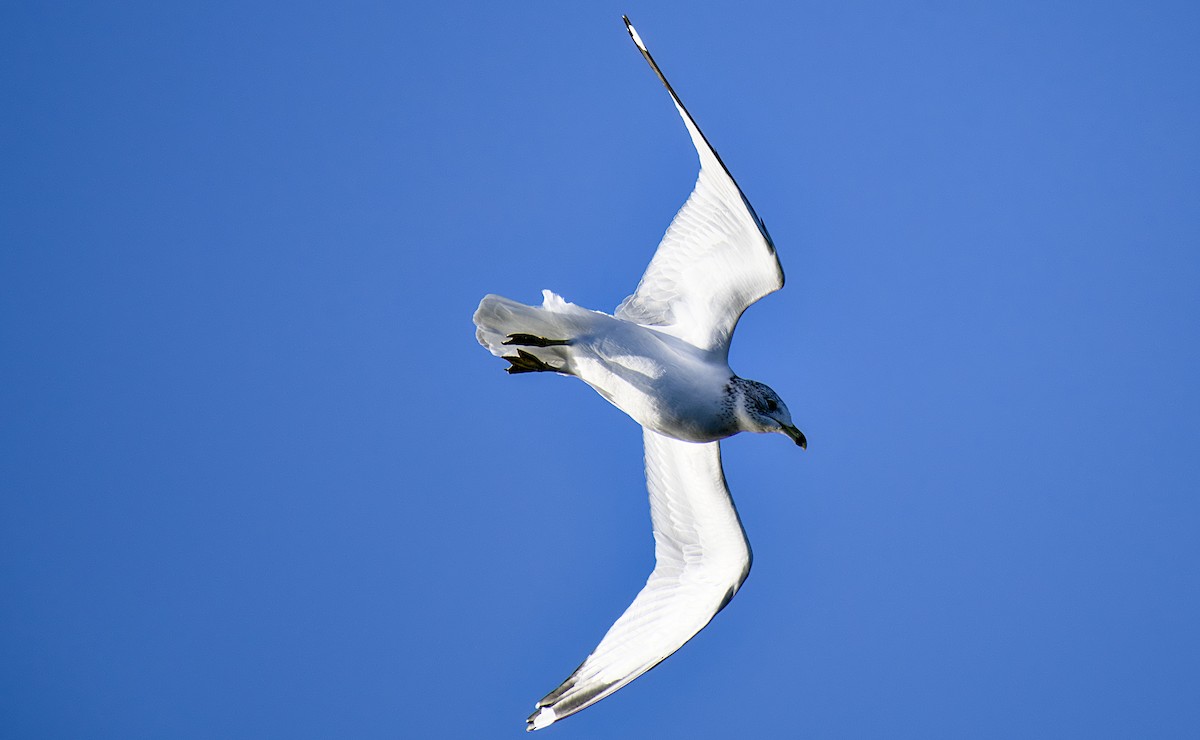 Ring-billed Gull - ML626400303