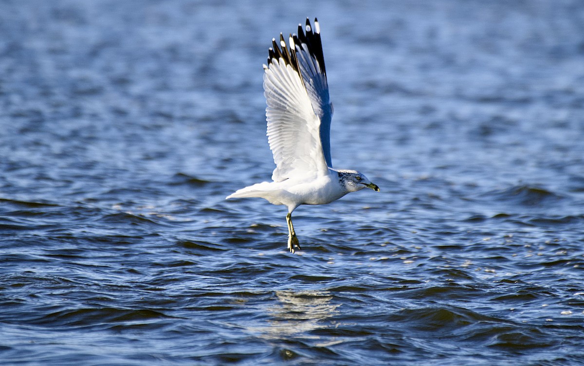 Ring-billed Gull - ML626400304