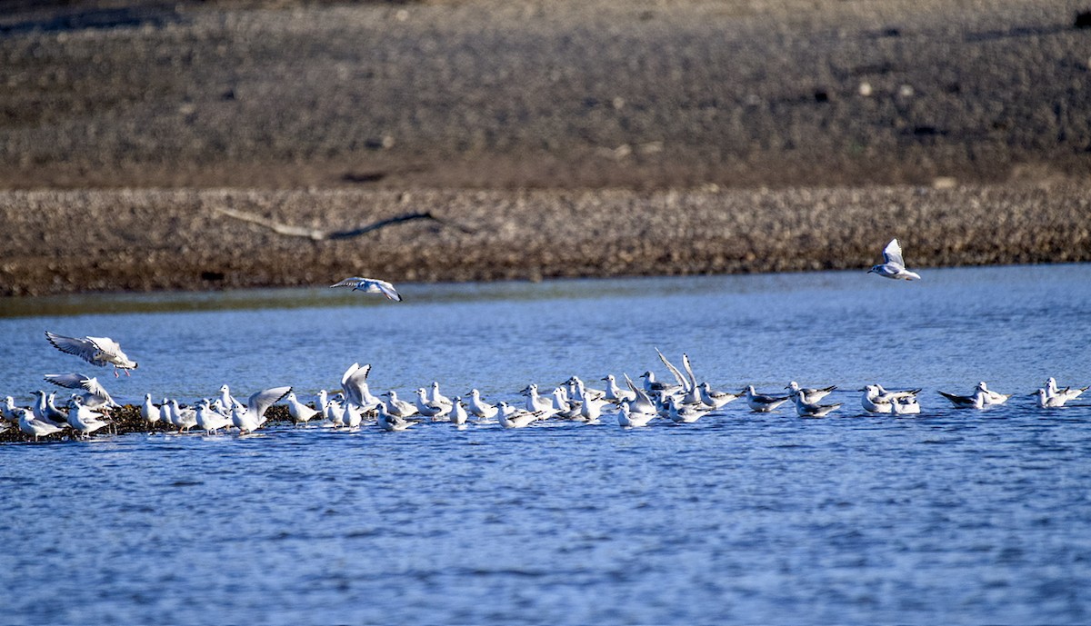 Bonaparte's Gull - ML626400338