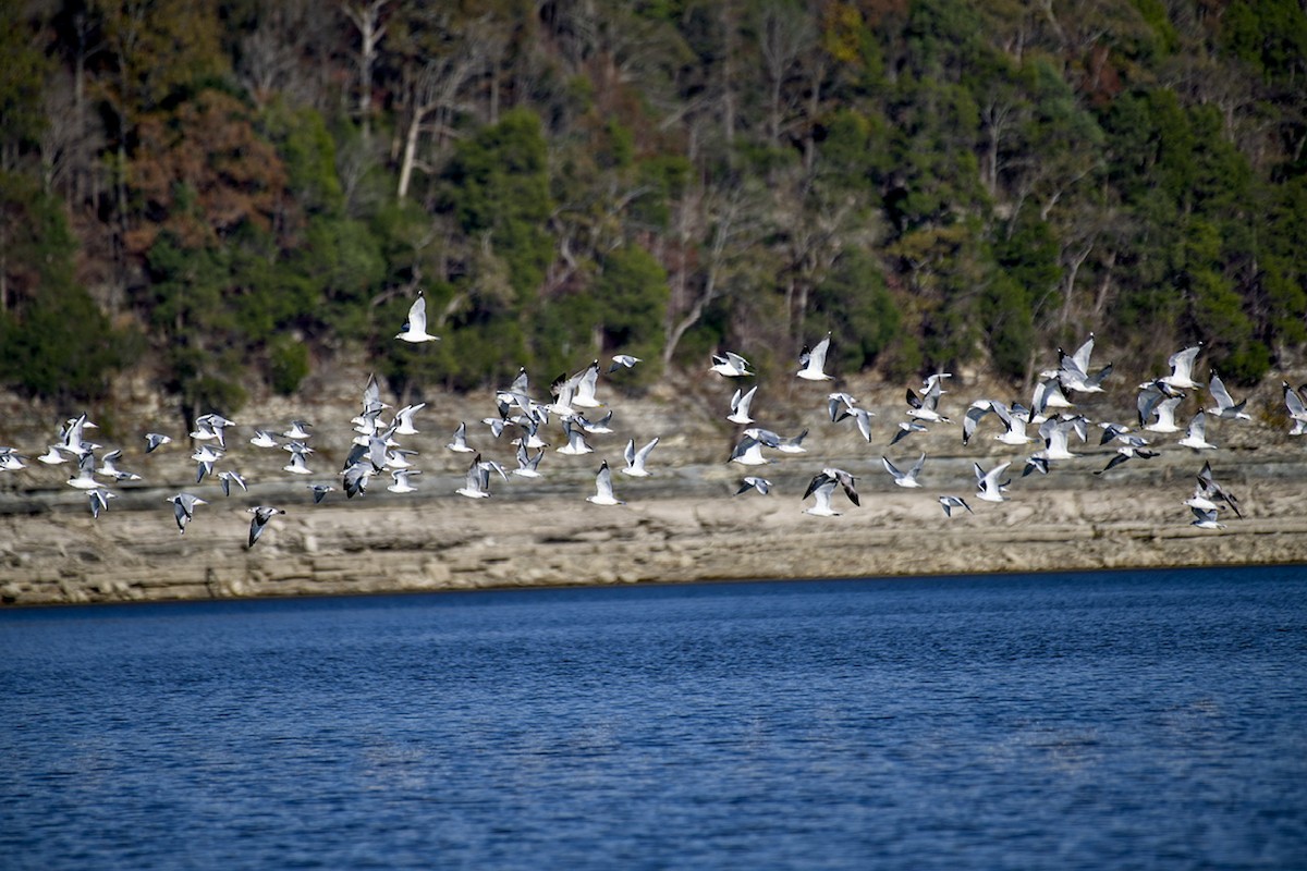 Bonaparte's Gull - ML626400340