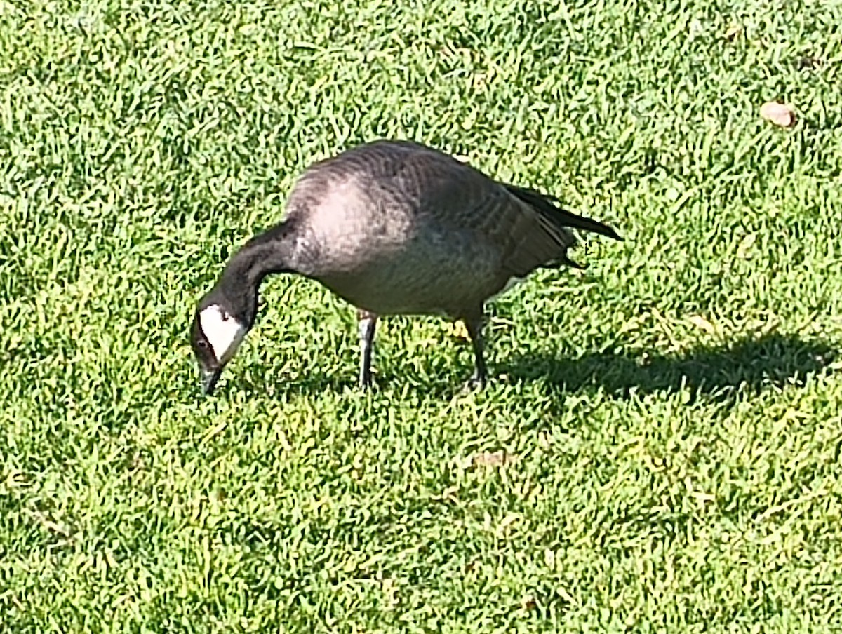 Cackling Goose - ML626400431