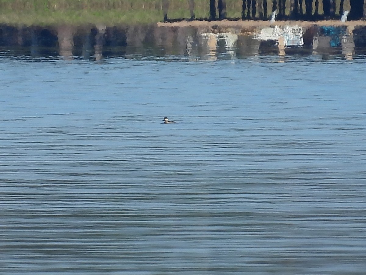 Ruddy Duck - ML626400518