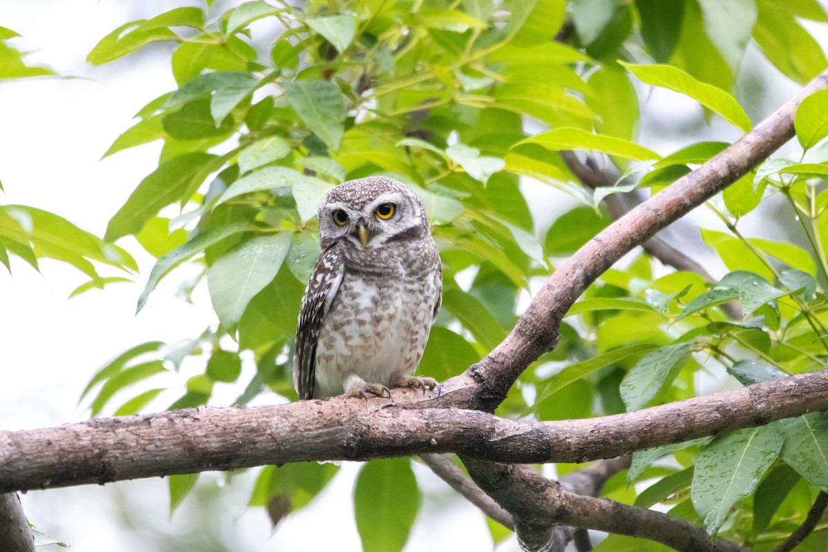 Spotted Owlet - ML626400535