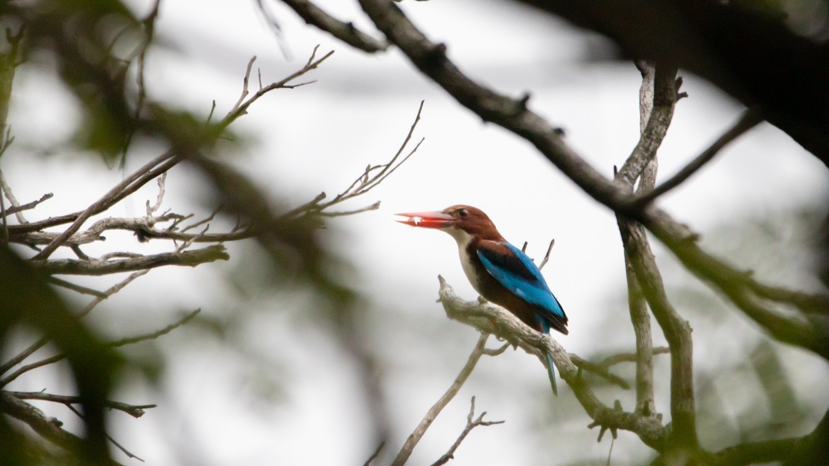 White-throated Kingfisher - ML626400552