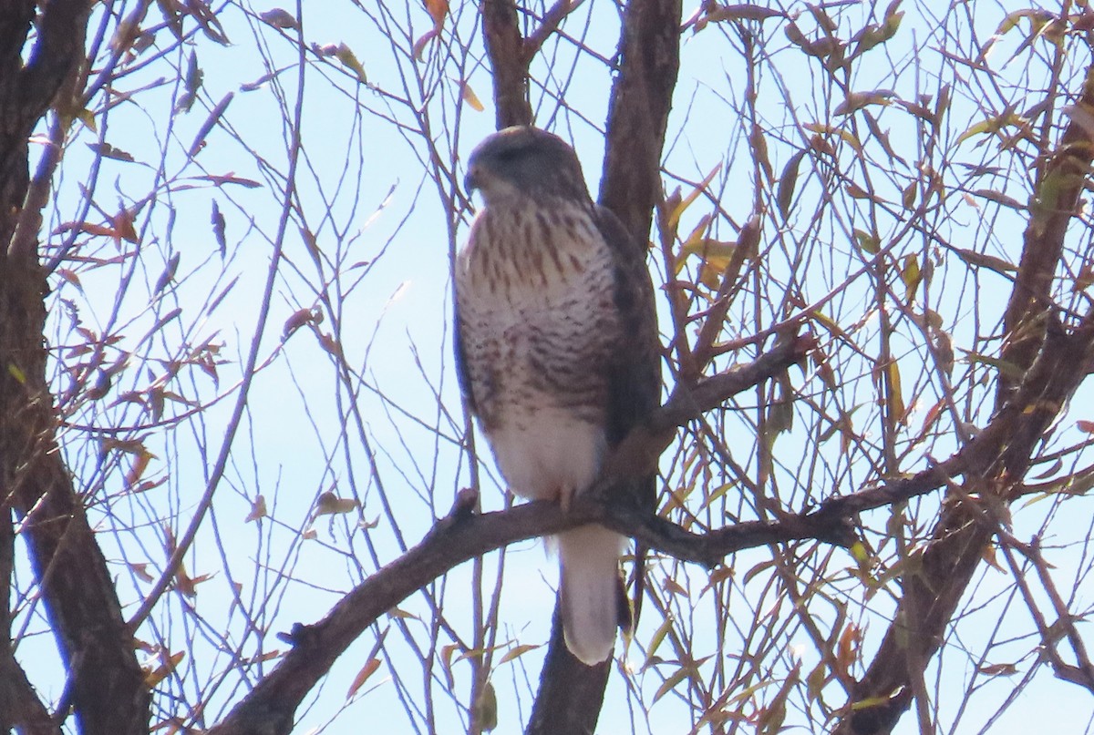 Buse rouilleuse - ML626400572