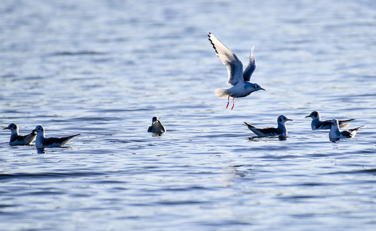 Bonaparte's Gull - ML626400574