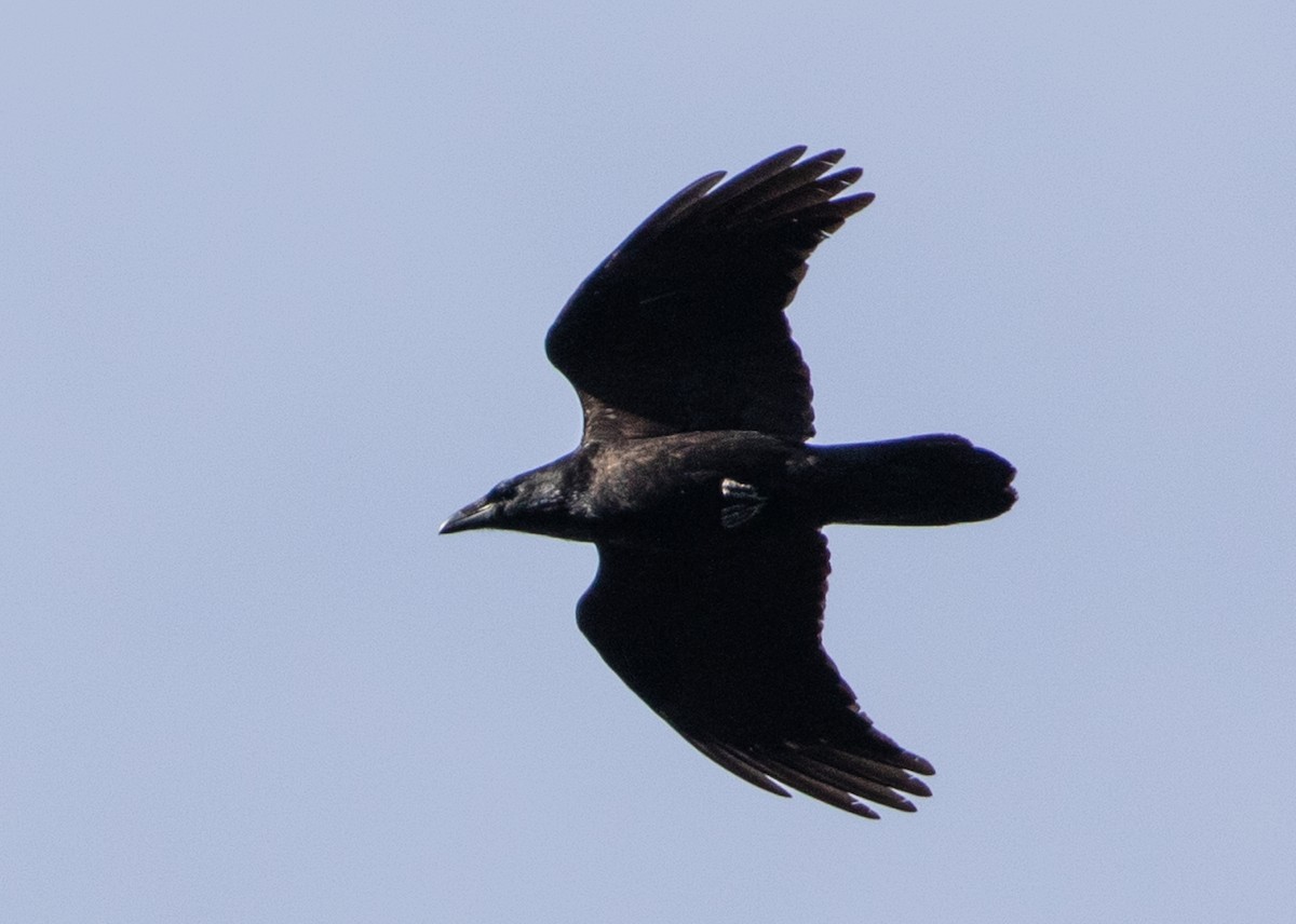 Common Raven - ML626400704