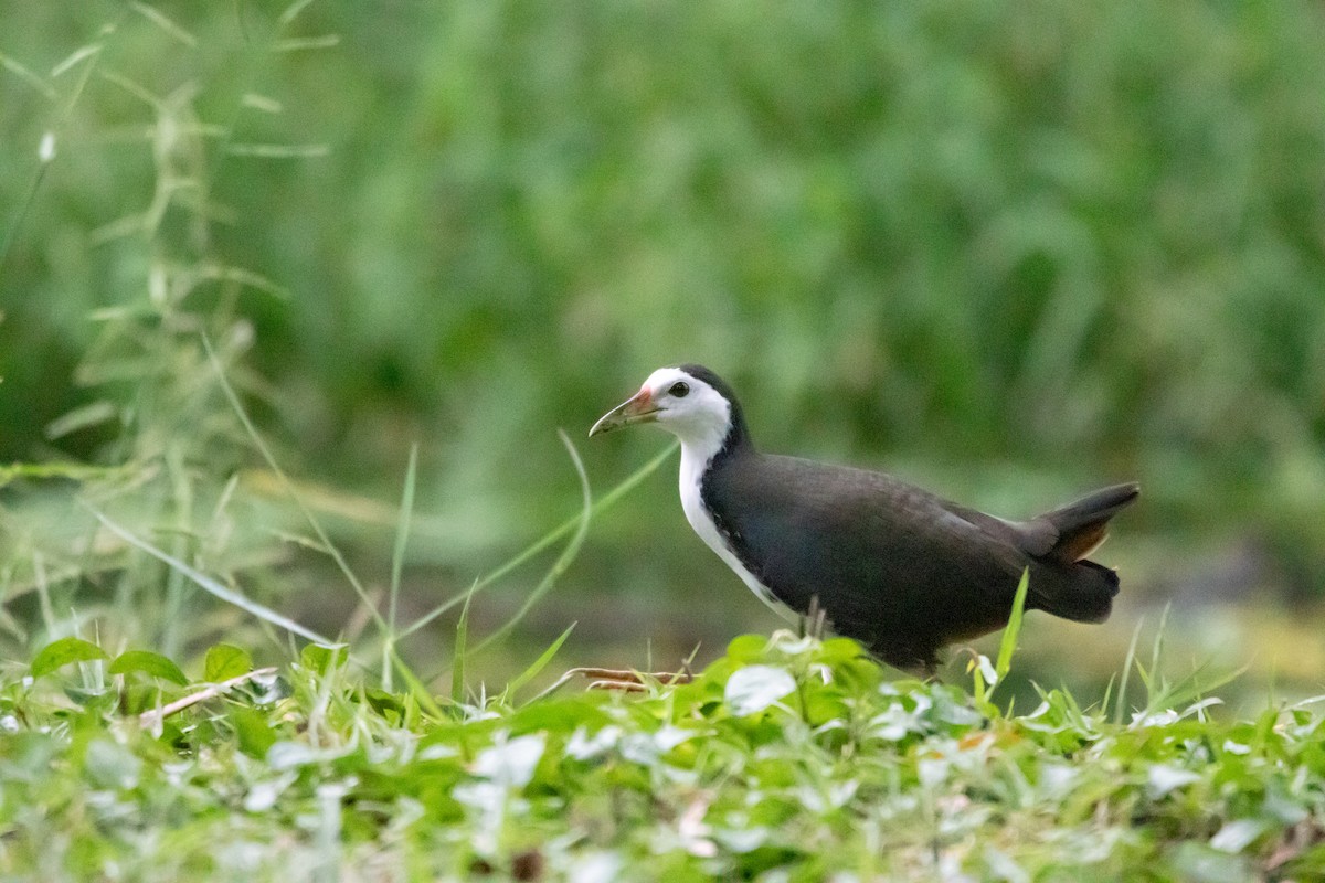 White-breasted Waterhen - ML626400772