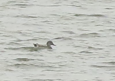 Gadwall - ML626400850