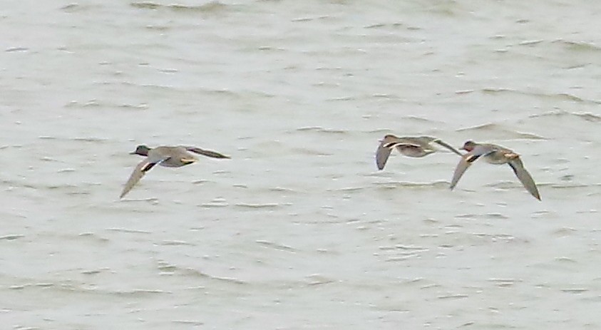 Green-winged Teal (American) - ML626400861