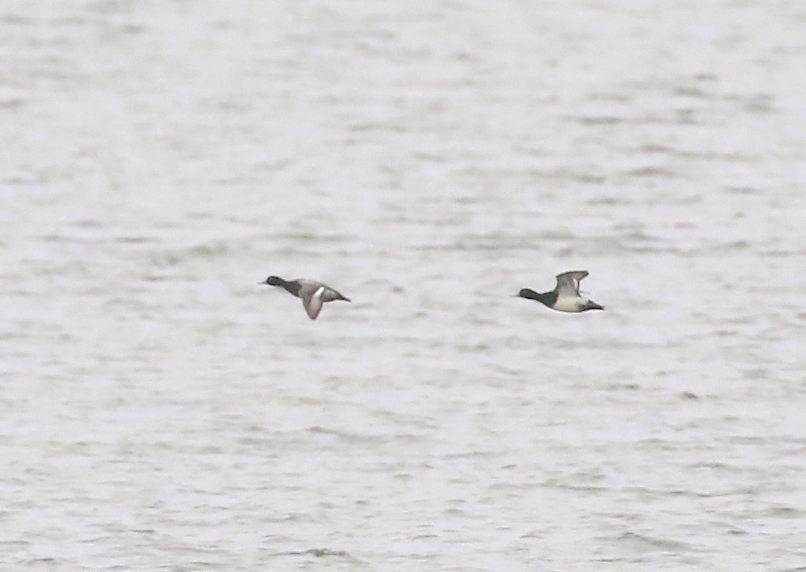 Lesser Scaup - ML626400866