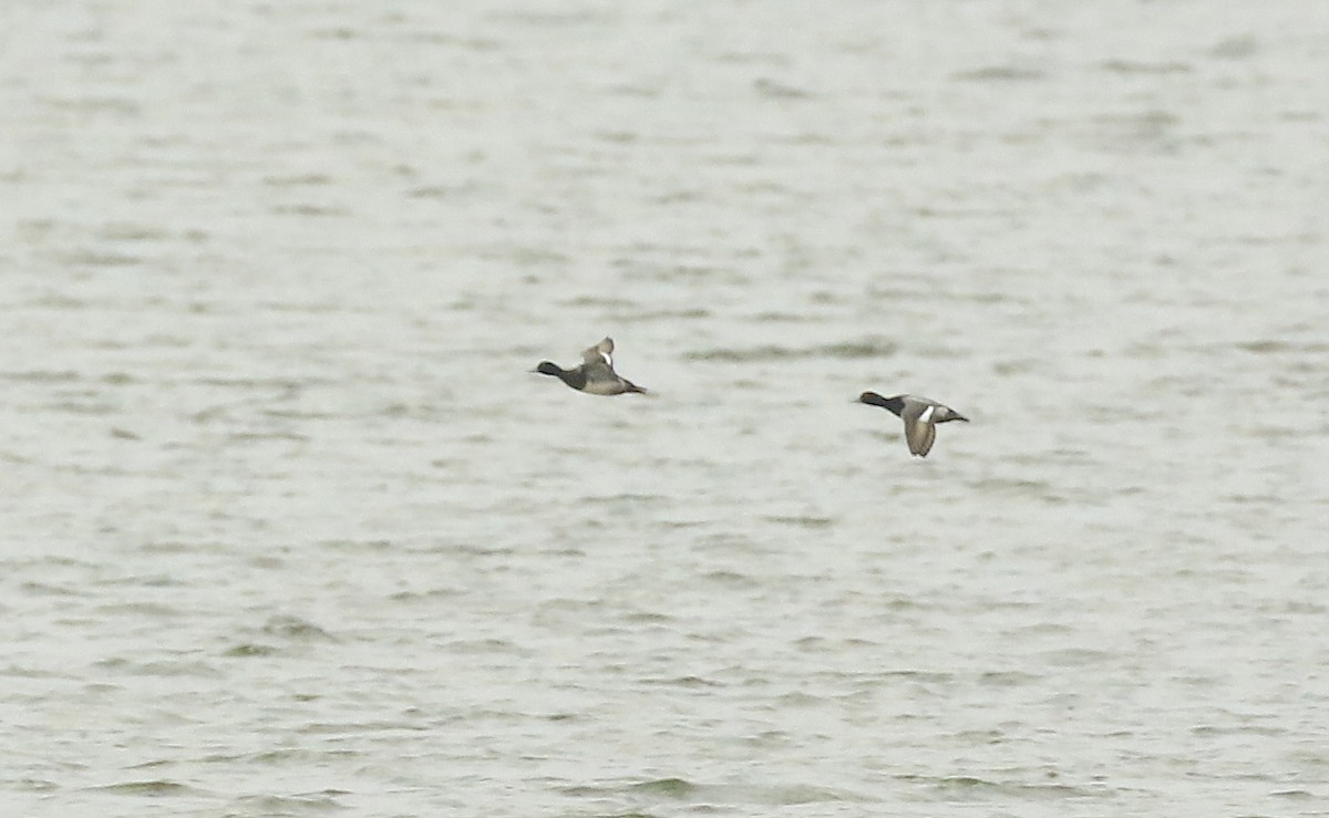 Lesser Scaup - ML626400867