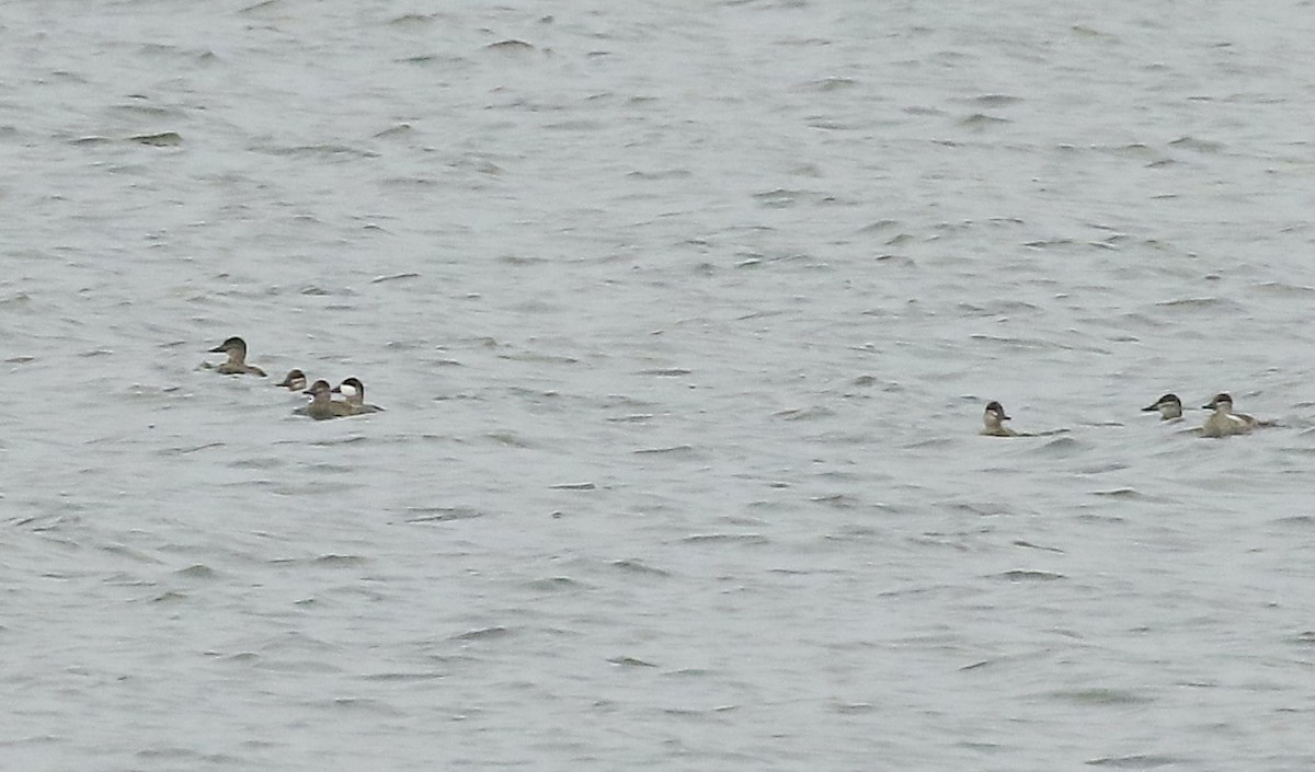 Ruddy Duck - ML626400877