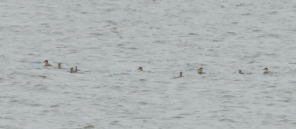 Ruddy Duck - ML626400878