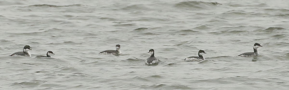 Horned Grebe - ML626400923