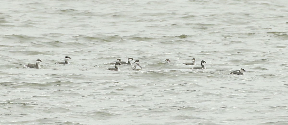 Horned Grebe - ML626400924