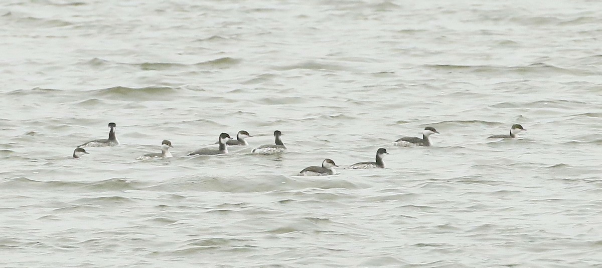 Horned Grebe - ML626400925