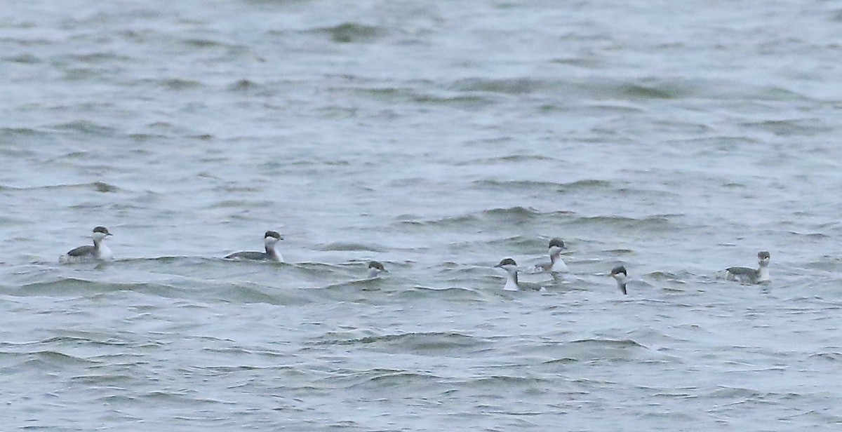 Horned Grebe - ML626400926