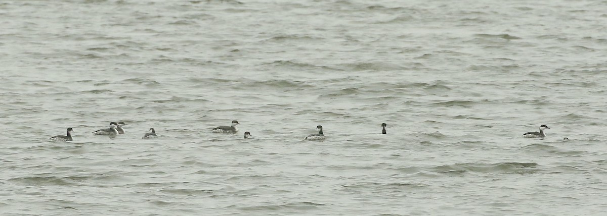 Horned Grebe - ML626400927