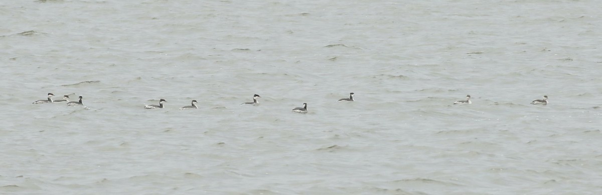 Horned Grebe - ML626400928