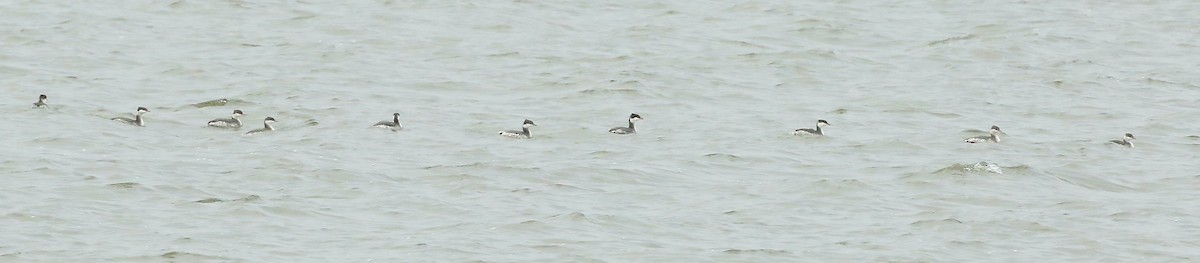 Horned Grebe - ML626400929