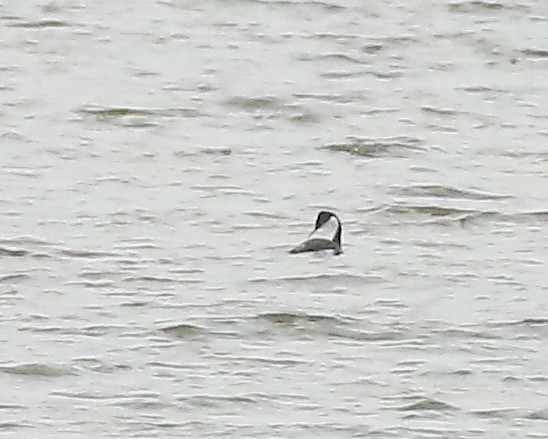 Western Grebe - ML626400937