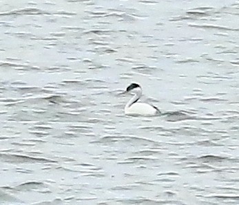 Western Grebe - ML626400939