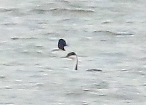 Western Grebe - ML626400940