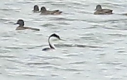 Western Grebe - ML626400941