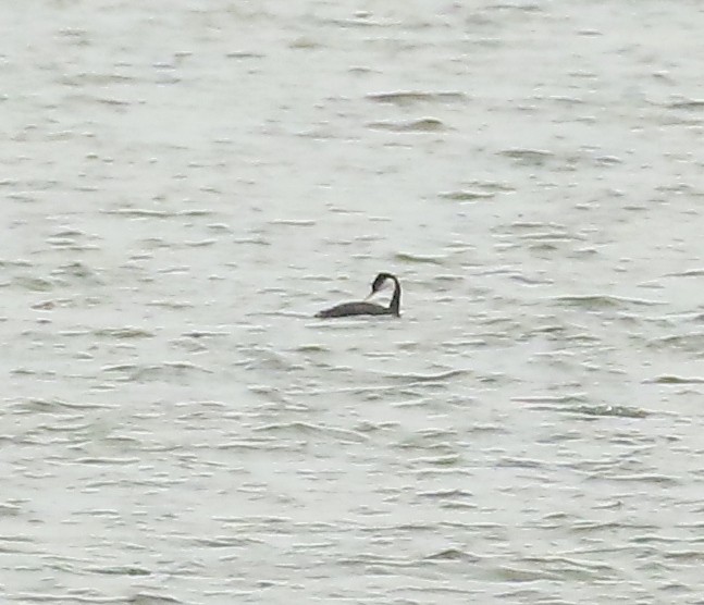 Western Grebe - ML626400942