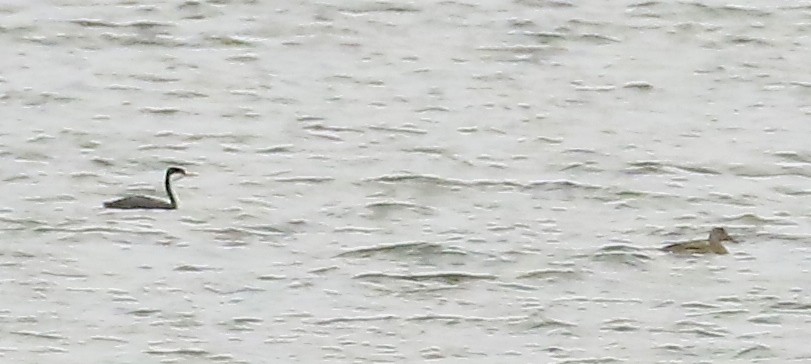 Western Grebe - ML626400943