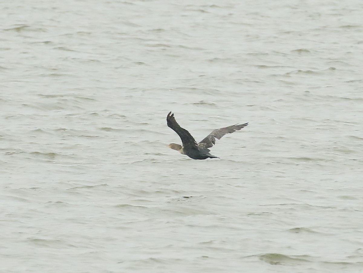 Double-crested Cormorant - ML626400962