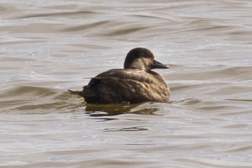 Black Scoter - ML626401149