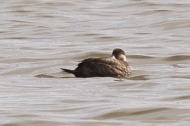 Black Scoter - ML626401151
