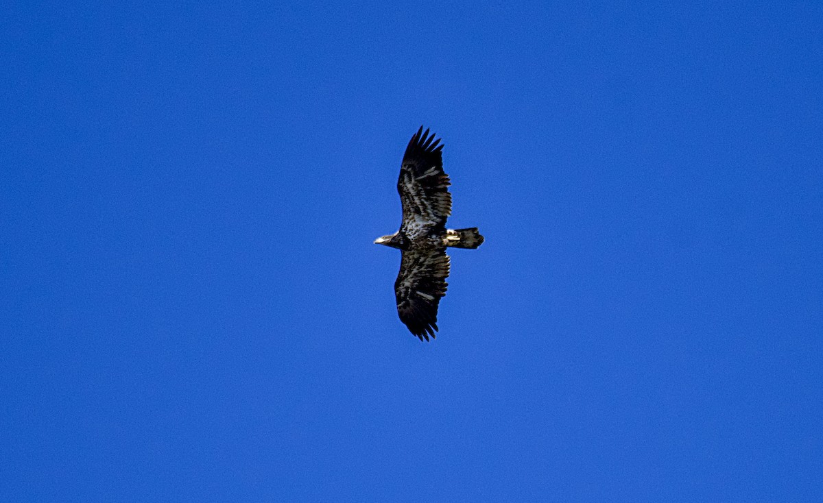 Bald Eagle - ML626401155