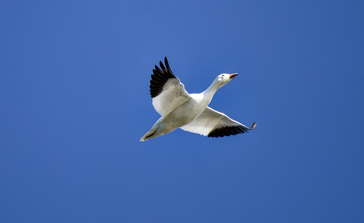 Snow Goose - ML626401288