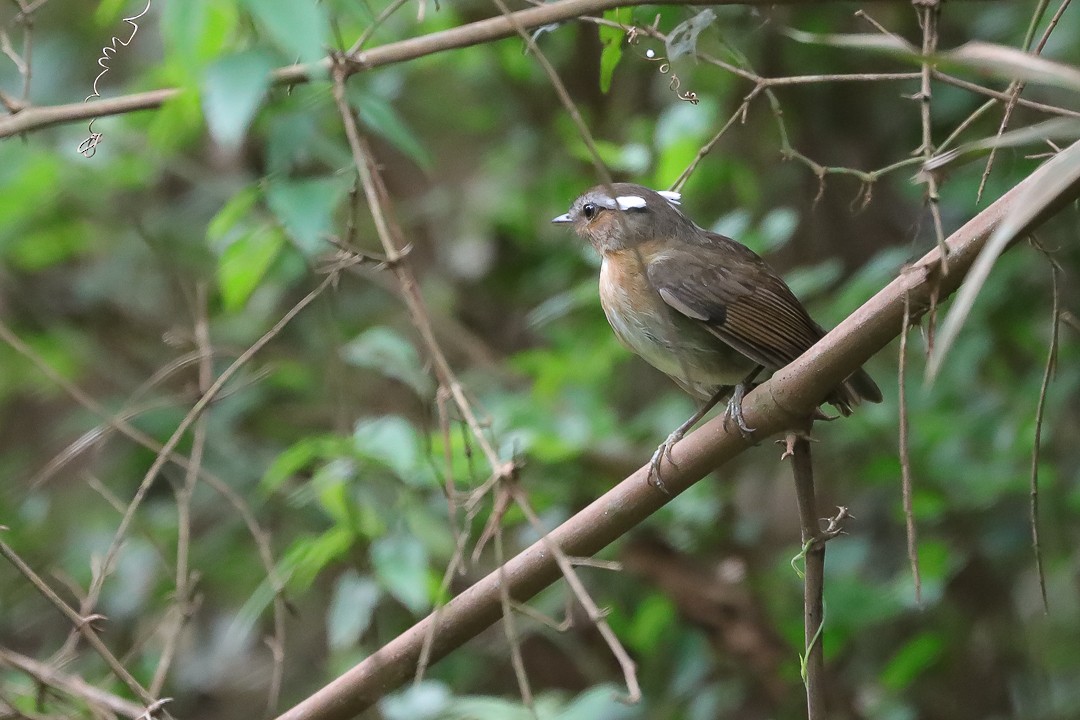 Рыжегорлый гусеницеед - ML626401601