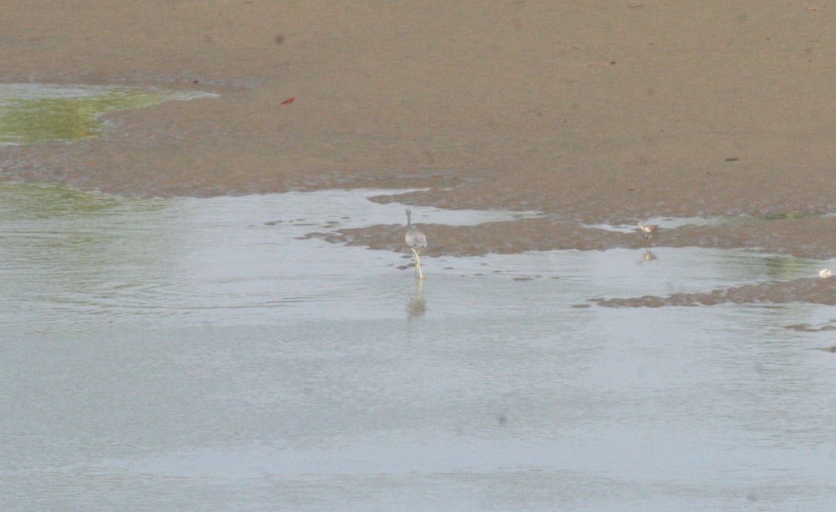 Little Blue Heron - ML626401625