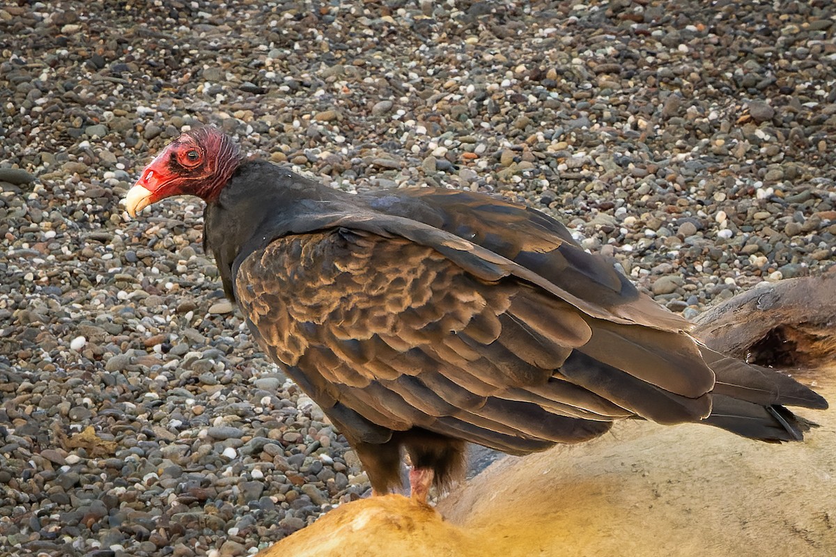 Turkey Vulture - ML626401754