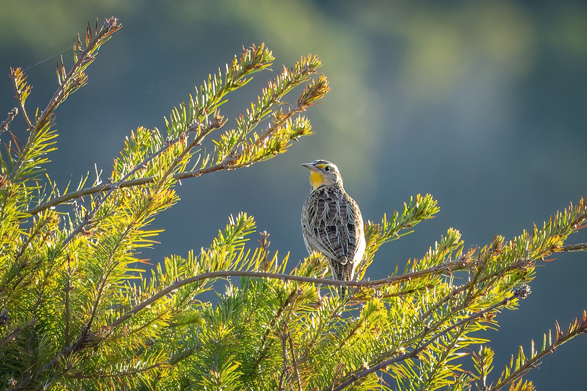 Western Meadowlark - ML626401770