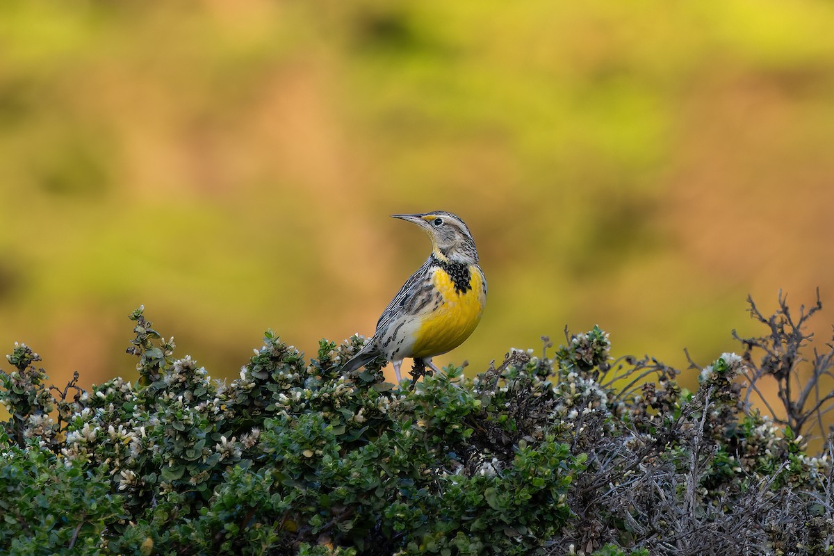 Western Meadowlark - ML626401771